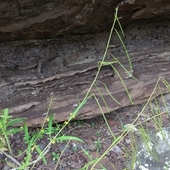 Sisymbrium heteromallum