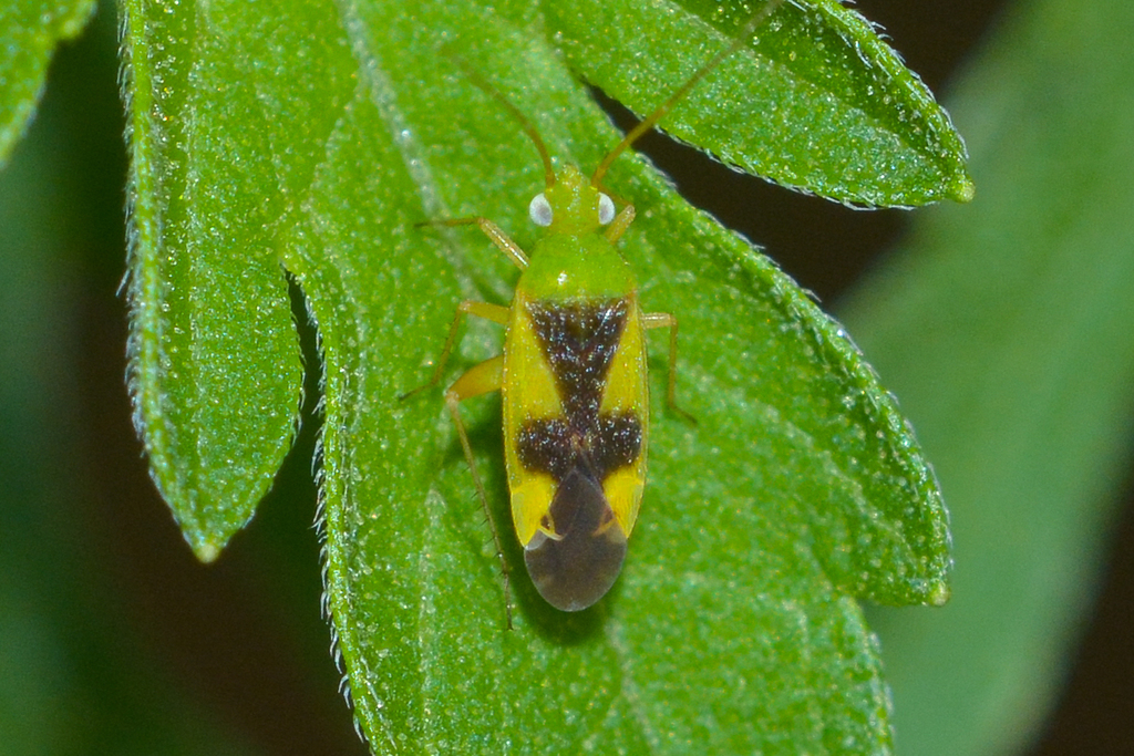 Phylini