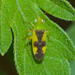 Ornate Plant Bug - Photo (c) Royal Tyler, some rights reserved (CC BY-NC-SA), uploaded by Royal Tyler