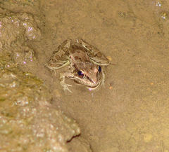 Lithobates sphenocephalus utricularius