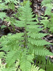 Phegopteris