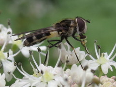 Leucozona laternaria