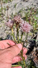 Serruria furcellata