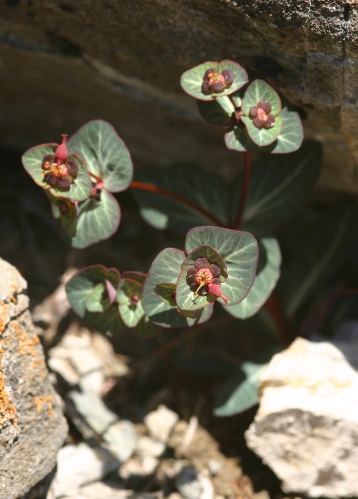 Euphorbia rupestris