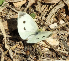 Pieris rapae