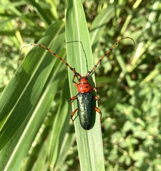 Stenaspis verticalis insignis