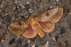 Syssphinx blanchardi