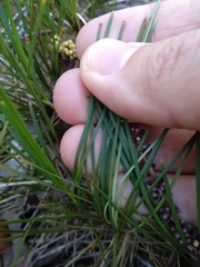 Lomandra glauca