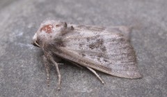 Papaipema eupatorii