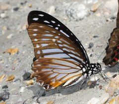 Graphium xenocles