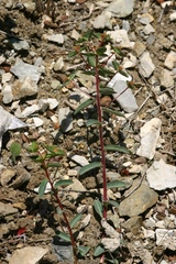Euphorbia alpina
