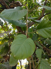 Epipremnum