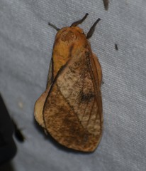 Syssphinx blanchardi