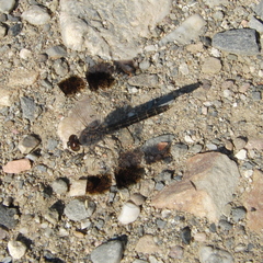 Brachythemis impartita