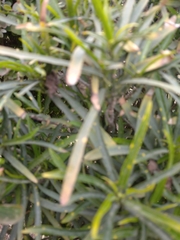 Podocarpus macrophyllus