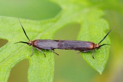 Scythris fuscicomella