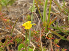 Hemimeris sabulosa