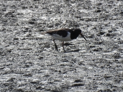 Haematopus ostralegus
