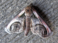 Paectes oculatrix