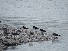 Haematopus ostralegus