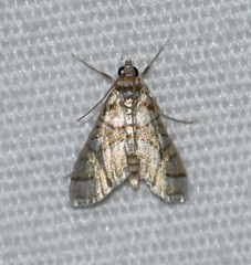 Pseudopyrausta santatalis