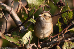 Melospiza georgiana georgiana