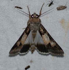 Melipotis agrotoides