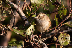 Melospiza georgiana georgiana
