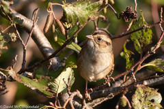 Melospiza georgiana georgiana
