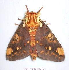 Citheronia hamifera