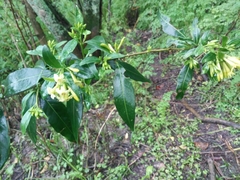 Cestrum euanthes
