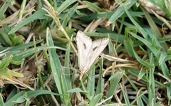 Diasemia monostigma