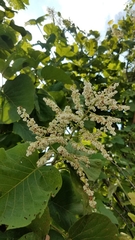 Neomillspaughia paniculata