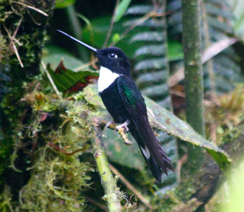 Coeligena torquata