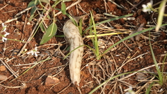 Urocyclidae