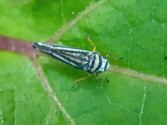 Graphocephala flavovittata