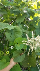 Neomillspaughia paniculata