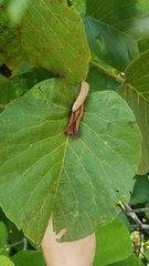 Neomillspaughia paniculata