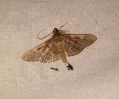 Omiodes simialis