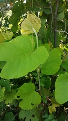 Neomillspaughia paniculata