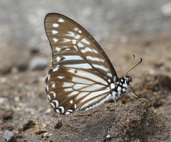 Graphium macareus