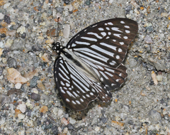 Graphium macareus