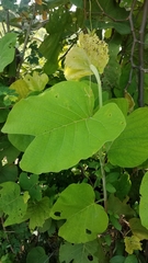 Neomillspaughia paniculata
