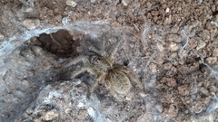 Ceratogyrus dolichocephalus