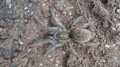 Ceratogyrus dolichocephalus