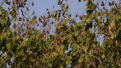 Xeroderris stuhlmannii