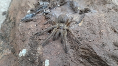 Ceratogyrus dolichocephalus