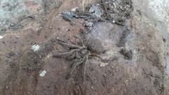 Ceratogyrus dolichocephalus