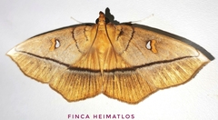 Midila poppaea