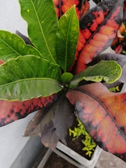 Codiaeum variegatum
